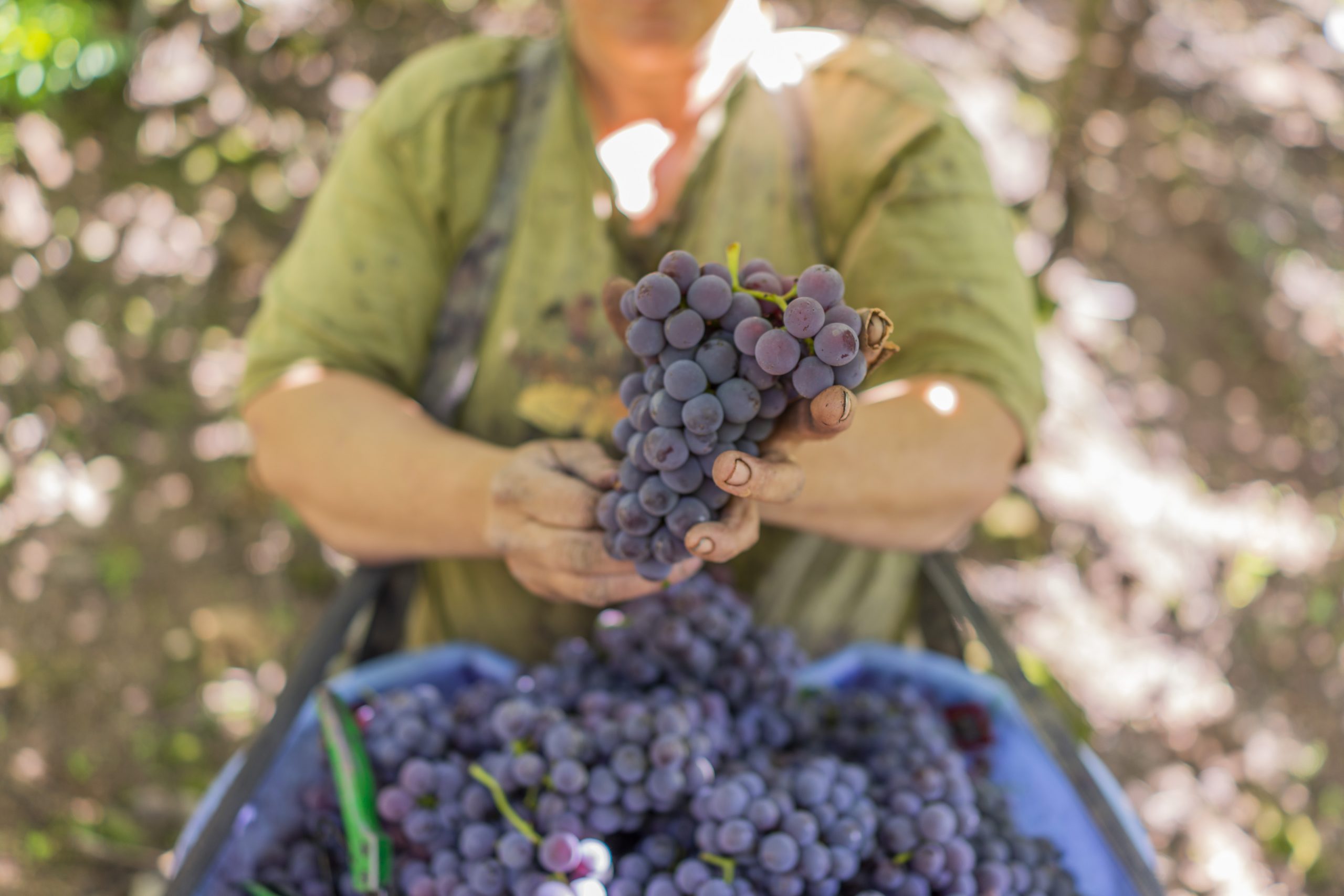 Tour Uva e Vinho com Maria Fumaça - Imagem 3