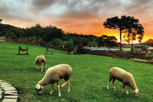 Tour Vale dos Vinhedos + Caminho de Pedras - Imagem 4
