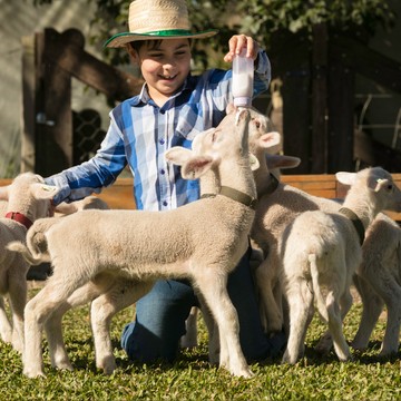 Tour Vale dos Vinhedos + Caminho de Pedras - Imagem 2