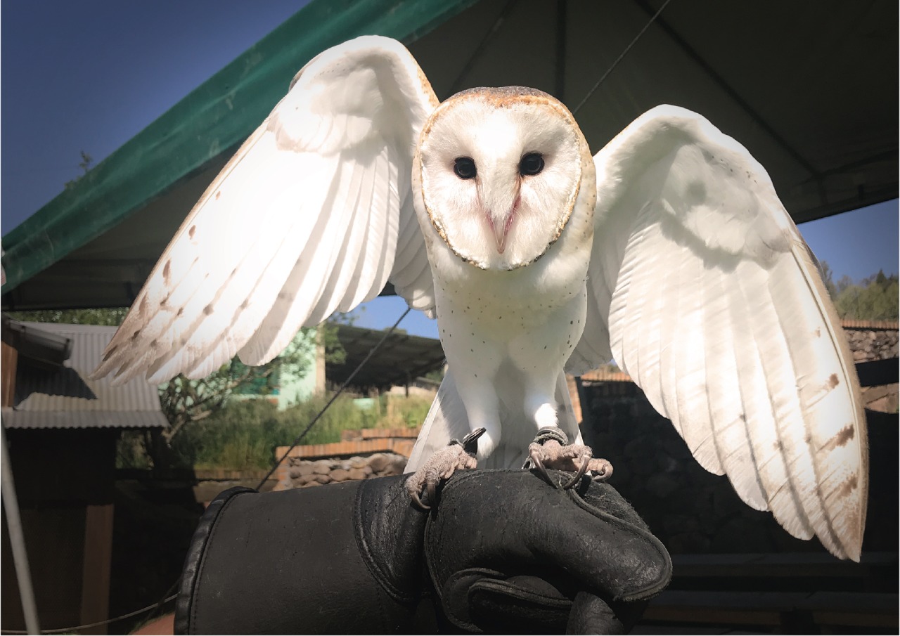 Tour Vale dos Vinhedos + Caminho de Pedras - Imagem 5