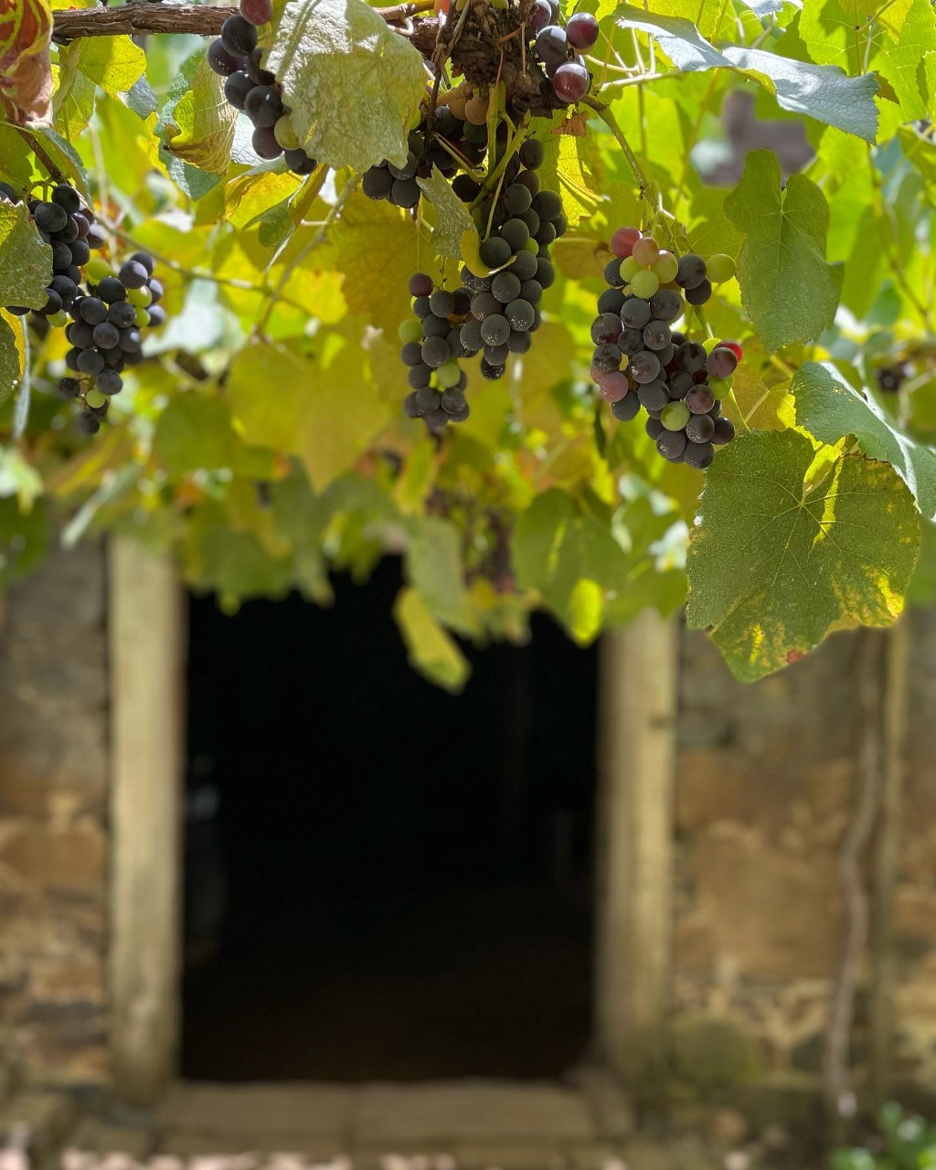 Tour Vale dos Vinhedos + Caminho de Pedras - Imagem 9