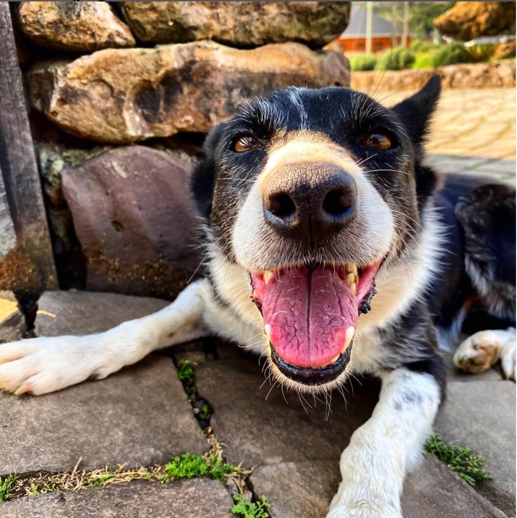 Tour Vale dos Vinhedos + Caminho de Pedras - Imagem 3