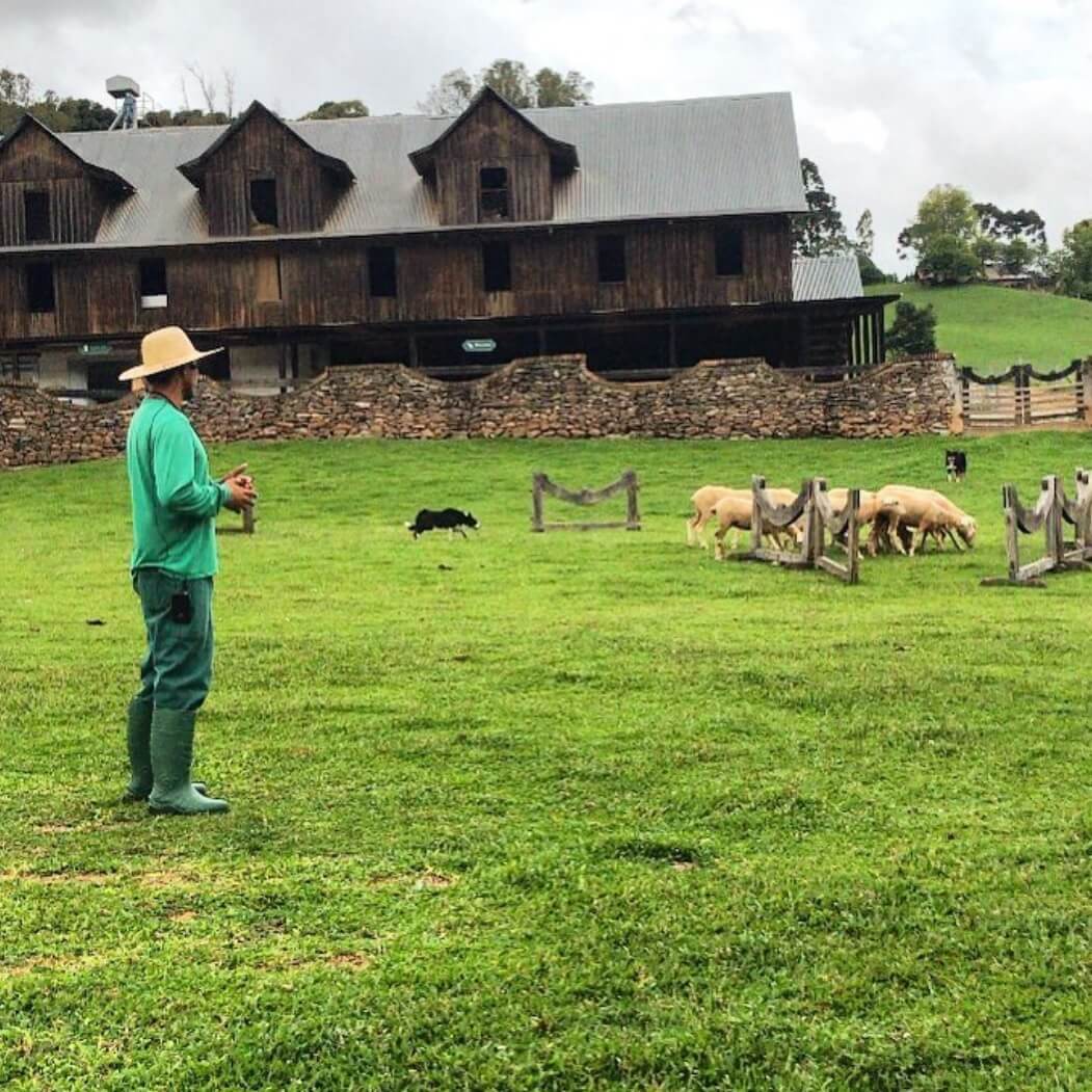 Tour Vale dos Vinhedos + Caminho de Pedras - Imagem 8